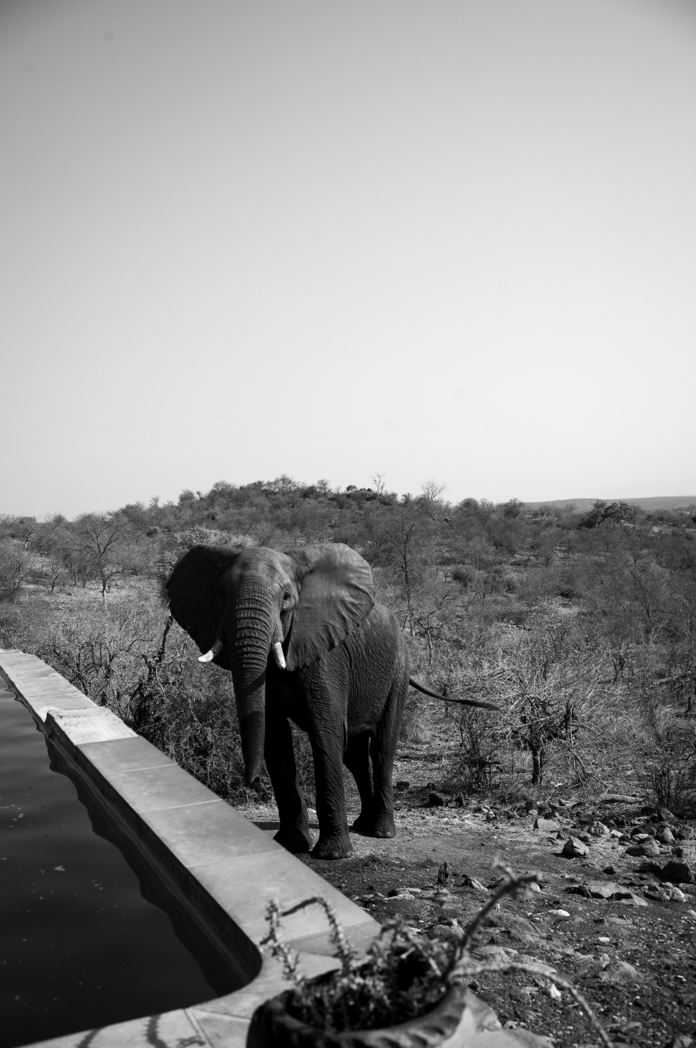 Balule Nature Reserve documentary photograph